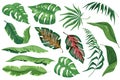 Tropical leaves set graphic elements in flat design. Bundle of different type exotic plants, leaf of banana, palms, monstera and Royalty Free Stock Photo