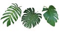 Tropical leaves set isolated on white background, clipping path