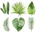 Exotic leaves set. Palm fronds collection. Watercolour illustration isolated on white background. Royalty Free Stock Photo
