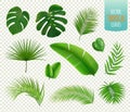 Tropical Leaves Set Royalty Free Stock Photo