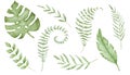 Tropical Leaves Set Watercolor clip art. Hand drawn on isolated white background. Drawing of monstera leaf and palm Royalty Free Stock Photo