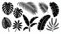 Tropical Leaves Silhouette Collection on White Royalty Free Stock Photo