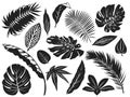 Tropical leaves silhouette. Palm tree leaf, coconut trees and monstera leafs black silhouettes vector illustration set Royalty Free Stock Photo