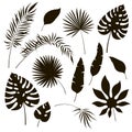 Tropical leaves silhouettes. Black jungle exotic leaf philodendron palm royal fern banana. Summer tropical illustration