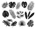 Tropical leaves silhouettes. Black silhouettes of tropical palm, banana leaves and branches isolated on white background Royalty Free Stock Photo