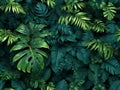 ornamental plants backdrop. Tropical leaves texture background, green floral pattern in jungle, illustration, generative AI Royalty Free Stock Photo