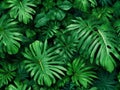 ornamental plants backdrop. Tropical leaves texture background, green floral pattern in jungle, illustration, generative AI Royalty Free Stock Photo