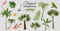 Tropical Leaves Transparent Set Royalty Free Stock Photo