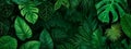 Tropical leaves and vibrant foliage of green-colored plants. A sense of exoticism, vitality, and the lushness of nature.