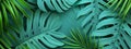 Tropical leaves and vibrant foliage of green-colored plants. A sense of exoticism, vitality, and the lushness of nature.