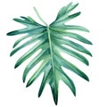 Tropical leaves watercolor, beautiful palm leaf hand drawing, monstera liana Royalty Free Stock Photo