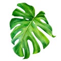 Tropical leaves watercolor, beautiful palm leaf hand drawing, monstera liana Royalty Free Stock Photo