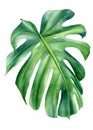 Tropical leaves watercolor, beautiful palm leaf hand drawing, monstera liana Royalty Free Stock Photo