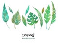 Tropical leaves watercolor collection