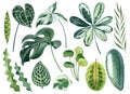 Tropical leaves watercolor hand drawn set with monstera