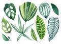 Tropical leaves watercolor hand drawn set