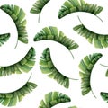 Tropical leaves watercolor seamless pattern on white with green jungle rainforest plants. Hand drawn exotic nature Royalty Free Stock Photo
