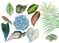 Tropical leaves watercolour drawing