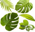 Tropical Leaves Royalty Free Stock Photo