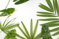 Tropical leaves on white background with copy space.