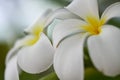 Tropical Lei Frangipani Flower