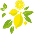 Tropical Lemon design with Fruit and Leaf - Flat Design Vector Illustration