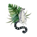 Tropical lemur monkey sitting in palm leaves and looking in the sky watercolor illustration. Hand drawn jungle animal Royalty Free Stock Photo