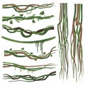 Tropical Liana Branches, Stems, Vines Set, Jungle Plants Decorative Elements, Rainforest Flora Vector Illustration