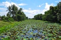Tropical lily pond