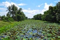 Tropical lily pond Royalty Free Stock Photo