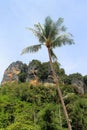 Tropical limestone cliffs with palm Royalty Free Stock Photo