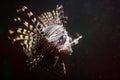 Tropical lionfish Royalty Free Stock Photo