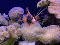 Tropical lionfish and a piece of coral reef in Eilat Aquarium Royalty Free Stock Photo