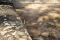 Tropical lizard on mossy stone. Tropics natural photo. Little iguana resting on sunny stone.