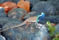 Tropical lizard on the stone