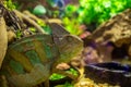 Tropical lizard in terrarium. Chameleon closeup photo. Exotic animal in zoo enclosure. Color change of chameleon skin