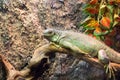 Tropical lizard in terrarium. Iguana closeup photo. Exotic animal banner template. Tropical reptile care and housing