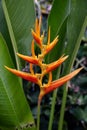 Tropical Lobster-claw blooming in bali