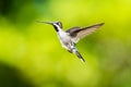 Tropical Long-billed Starthroat hummingbird in flight in a garden Royalty Free Stock Photo