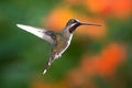 Tropical Long-billed Starthroat hummingbird hovering in a garden with warm evening light Royalty Free Stock Photo
