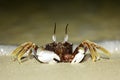 Tropical long eyed crab