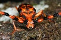 Tropical long-horned beetle Royalty Free Stock Photo