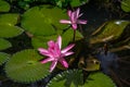 Tropical Lotus Blooms in Tahiti Royalty Free Stock Photo