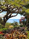 Tropical lush garden peering through natural tree arch towards the sea on the Caribbean island St Kitts Royalty Free Stock Photo