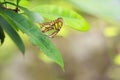 Tropical Malachite butterfly Siproeta stelenes Royalty Free Stock Photo