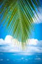 Tropical Maldives beach with plan tree leave Royalty Free Stock Photo
