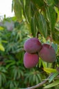 Tropical mango tree with big ripe mango fruits growing in orchard on Gran Canaria island, Spain. Cultivation of mango fruits on p