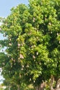 Tropical mango tree, filled with ripe, growing and hanging mangos