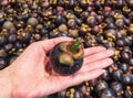 Tropical Mangosteen Fruit in Woman Hand with Blur Group of Mangosteens