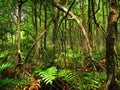 Tropical mangrove forest (Malaysia) Royalty Free Stock Photo